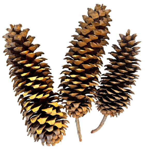 3 - Large Sugar Pine Cones 12”-20” From Northern California - Picture 2 of 6